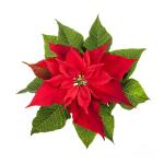 poinsettia.jpg